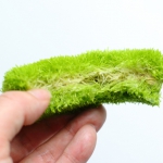 植え方　ウォーターローン